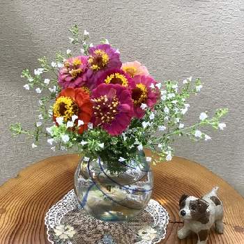 百日草の花の画像 by うたちゃんさん | 部屋と小さな アレンジとGS映えとGS日和と百日草の花とカラミンサ❁