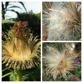 アメリカオニアザミの綿毛の投稿画像一覧 Greensnap グリーンスナップ