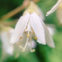 ヒメウツギの育て方 水やりや植え替えの時期 剪定方法は Greensnap グリーンスナップ ヒメウツギの育て方 水やりや植え替えの時期 剪定方法は Greensnap グリーンスナップ