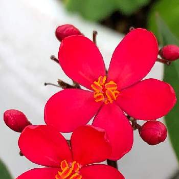テイキンザクラ✨の画像 by morinokoさん | 南国に咲く花と常緑低木とテイキンザクラ✨とお迎えしました ♪と赤い花