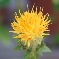 ベニバナ 紅花 の育て方 種まき時期や植え付け方法は Greensnap グリーンスナップ