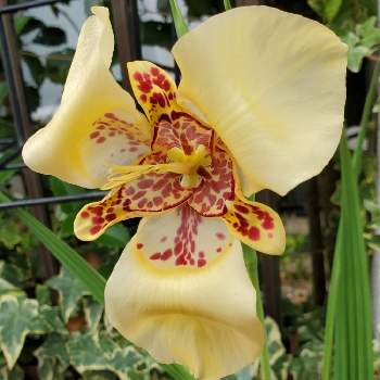 チグリジアの投稿画像一覧 Greensnap グリーンスナップ