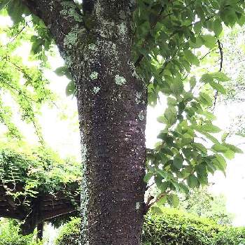 桜の木の投稿画像一覧 Greensnap グリーンスナップ 桜の木の投稿画像一覧 Greensnap グリーンスナップ