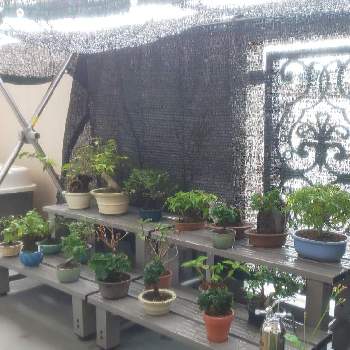 日よけの投稿画像一覧 Greensnap グリーンスナップ