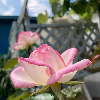札幌は晴天の画像 by ももさん | 小さな庭とプリンセス・ドゥ・モナコとみどりのある暮らしとピンクの花と薔薇が咲いたとコロナに負けるな！と札幌は晴天と熱中症注意⚠と花のある暮らしとがんばれ！日本！！と北海道