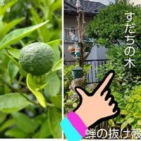 スダチの木の育て方 剪定や収穫の時期は 鉢植えでも栽培できる Greensnap グリーンスナップ スダチの木の育て方 剪定や収穫の時期は 鉢植えでも栽培できる Greensnap グリーンスナップ