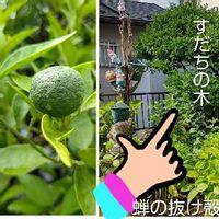 スダチの木の育て方 剪定や収穫の時期は 鉢植えでも栽培できる Greensnap グリーンスナップ