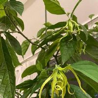 イランイランの育て方 鉢植えや水やりの方法は 冬は越せる Greensnap グリーンスナップ