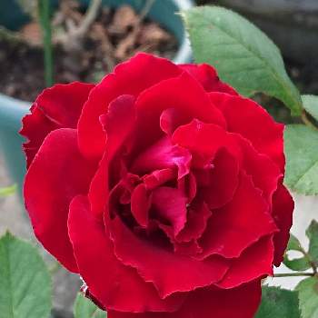 ベルサイユのバラの画像 by 山ちゃんさん | バラとベルサイユのバラと鉢植えと花のある暮らしと我が家のバラ