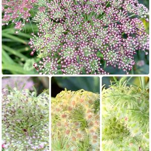 季節の花,花のある暮らし,初めての花♡,屋上庭園,花と緑のある暮らしの画像