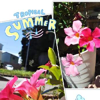 サントリーサンパラソルの画像 by ゴマさん | 小さな庭とサントリーサンパラソルと植物に癒されてますと狭い庭とサントリー フラワーズとサンパラソル*とお花が好き♡と我が家の庭と神奈川県とGS皆様ありがとうと夏です！