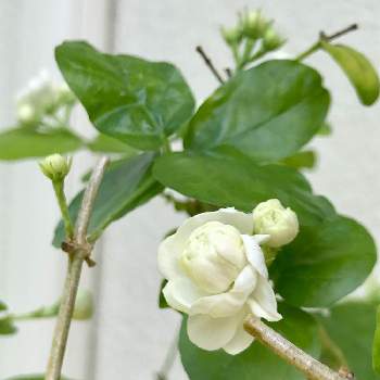 ジャスミン グレイスフルレディ・ジェイドの画像 by なかよしさん | 広い庭とジャスミン グレイスフルレディ・ジェイドと綺麗なミドリとGS映えと花のある暮らしと白い花とかわいいな♡と加工なしとかおりのある花とiPhone撮影