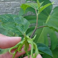 イランイランの育て方 鉢植えや水やりの方法は 冬は越せる Greensnap グリーンスナップ