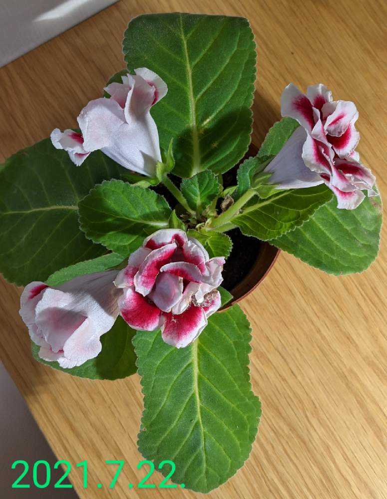 グロキシニアの花です Greensnap グリーンスナップ