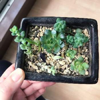 黄麗 おうれい の投稿画像一覧 Greensnap グリーンスナップ