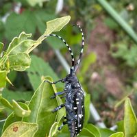 グレープフルーツ,ゴマダラカミキリ,花壇,ガーデニング,ミカン科の画像