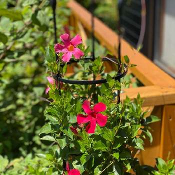 サンパラソル ビューティーの投稿画像一覧 Greensnap グリーンスナップ