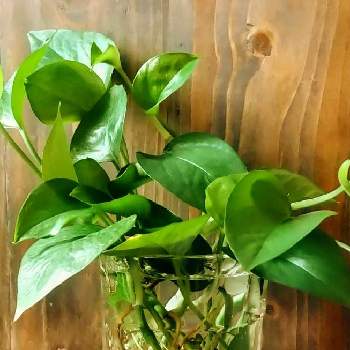 水差し の投稿画像一覧 Greensnap グリーンスナップ