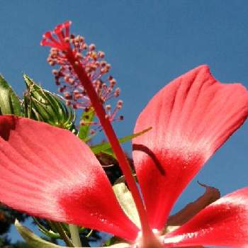 梅雨明け の投稿画像一覧 Greensnap グリーンスナップ