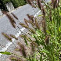 ムラサキエノコログサ,エノコログサ,野草,イネ科,イ〜ネッの画像