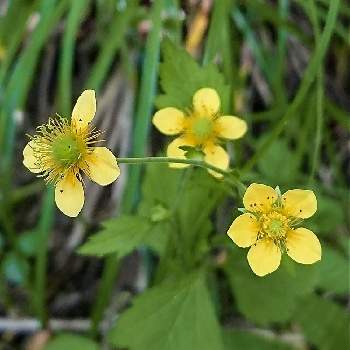 大根草の投稿画像一覧 Greensnap グリーンスナップ