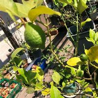 ライムの育て方 収穫時期や剪定方法は 鉢植え栽培もできる Greensnap グリーンスナップ ライムの育て方 収穫時期や剪定方法は 鉢植え栽培もできる Greensnap グリーンスナップ