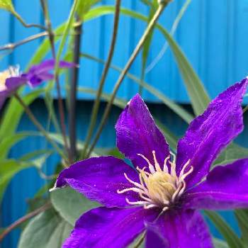 札幌は晴天の画像 by ももさん | 小さな庭とみどりのある暮らしとマイ・クレマチスとコロナに負けるな！と札幌は晴天と熱中症注意⚠と花のある暮らしとがんばれ！日本！！と北海道と紫の花
