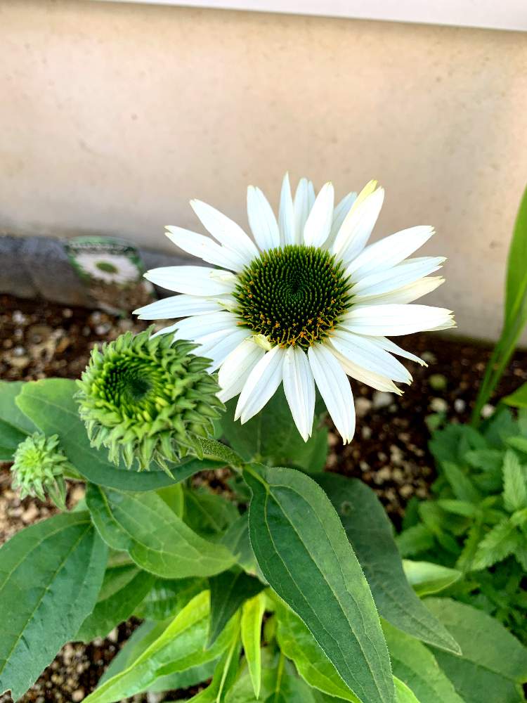 エキナセアの投稿画像 By まきまきさん 小さな花壇とエキナセアヴァージン 21月7月22日 Greensnap グリーンスナップ