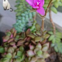 桜吹雪,ビアホップ ,雑貨好き♡,ピンクのお花,猫大好き‼の画像