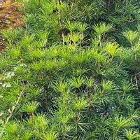 コウヤマキ 高野槙 の育て方 植え付け時期は 剪定や挿し木の方法は Greensnap グリーンスナップ コウヤマキ 高野槙 の育て方 植え付け時期は 剪定や挿し木の方法は Greensnap グリーンスナップ