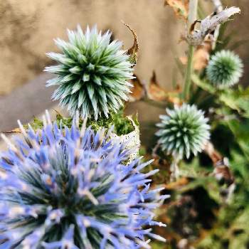 瑠璃玉あざみ 青の投稿画像一覧 Greensnap グリーンスナップ