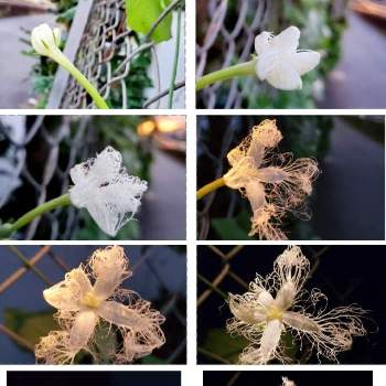 ウリ科の投稿画像一覧 Greensnap グリーンスナップ