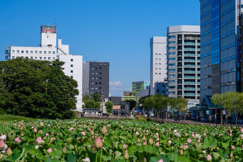 大賀蓮の投稿画像 By Satoshiさん スイレン科と秋田と水生植物と千秋公園とハス属 21月7月22日 Greensnap グリーンスナップ