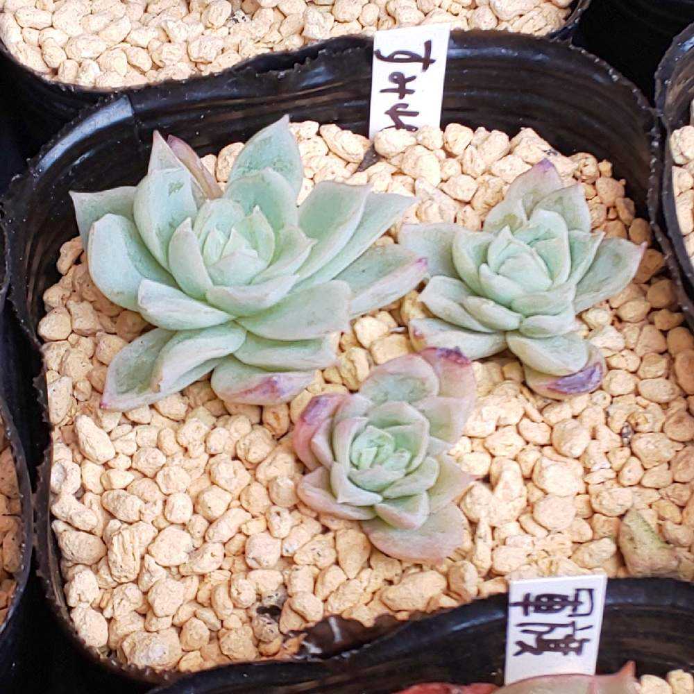 すみれ牡丹 エケベリア 多肉植物 抜き苗 289 すみれ牡丹の生長記録 2022.05.22更新｜🍀GreenSnap（グリーン