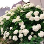 インクレディボールの一覧 Greensnap グリーンスナップ