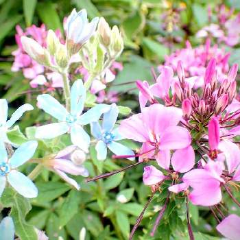 オキシペタラム ブルースターの投稿画像一覧 Greensnap グリーンスナップ