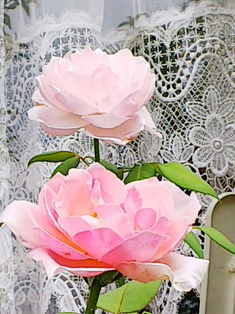 セントセシリアの投稿画像 By Nanaさん 小さな庭とマイガーデンと２番花とスマホ撮影とマイガーデンと２番花とスマホ撮影 21月7月22日 Greensnap グリーンスナップ Greensnap グリーンスナップ