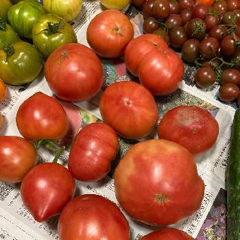 ゼメルカウ（トマト）の画像 by dp106さん | 畑と大型福寿とアロイトマトとルネッサンス(トマト)とゼメルカウ（トマト）と家庭菜園とトマト栽培とおうち園芸とおうちde菜園