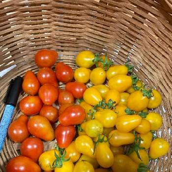 ミニトマト　イエローペアの画像 by dp106さん | 畑とミニトマト　イエローペアとラダナ（ミニトマト）と家庭菜園とトマト栽培とおうち園芸とおうちde菜園