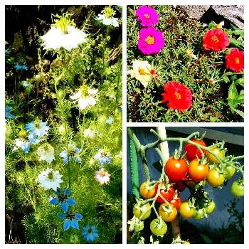 まつばぼたんの画像 by マヌさん | ニゲラとミニトマトとまつばぼたんと初めてのお花