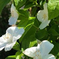 バイカウツギ 梅花空木 の育て方 植え付けの時期や水やりの頻度は Greensnap グリーンスナップ バイカウツギ 梅花空木 の育て方 植え付けの時期や水やりの頻度は Greensnap グリーンスナップ