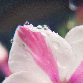 フロックス パニキュラータの投稿画像一覧 Greensnap グリーンスナップ