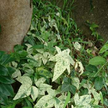 セイヨウキヅタの投稿画像一覧 Greensnap グリーンスナップ