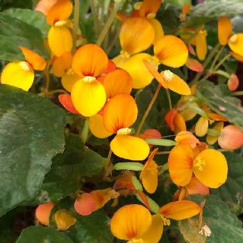 ベゴニア バターカップの投稿画像一覧 Greensnap グリーンスナップ