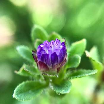マイクロアスターの画像 by shizukuさん | マイクロアスターと紫色の花と金曜日の蕾たちと100均マクロレンズとはじまりは種蒔きから