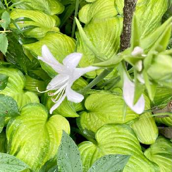 ホスタ グアカモールの画像 by jijiさん | 小さな庭とグアカモーレとホスタ グアカモールとシャクヤク 陽炎と白い花と花のある暮らしと葉を楽しむ植物とおうち園芸