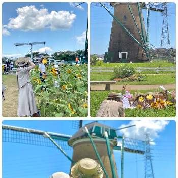 麦わら帽子の花飾りの投稿画像一覧 Greensnap グリーンスナップ 麦わら帽子の花飾りの投稿画像一覧 Greensnap グリーンスナップ
