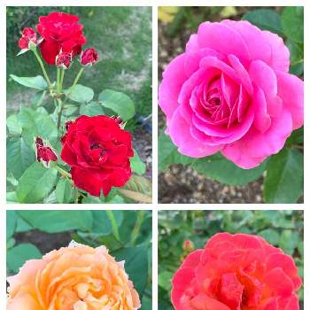 バラ ウェルビーインの画像 by buchiさん | お出かけ先とバラとウェル・ビーイングとクレール・マーシャルとバラ プスタとイージー・タイムとバラ ウェルビーインとお花を楽しむとオレンジ色の花とピンクの花とかわいい♡とわれら17年組とGS映えといい感じ♪♪とGS日和と夏の花と緑のある暮らしと赤い花と花のある暮らしとかわいいな♡と京都府立植物園と金曜ローズショー