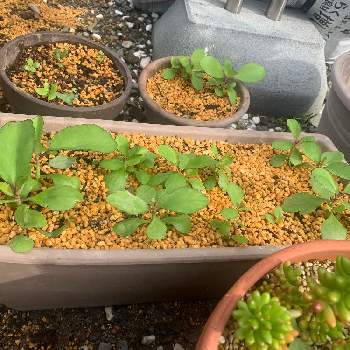 セイロンベンケイソウの育て方 Greensnap グリーンスナップ