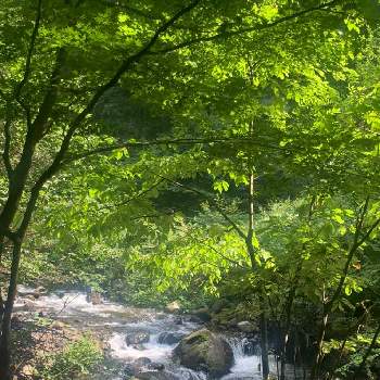 素敵がいっぱいの画像 by fumiさん | 素敵がいっぱいとマイナスイオンと自然大好きと暮らしに癒しをと大自然大好き仲間❣️と緑のある風景と朝活